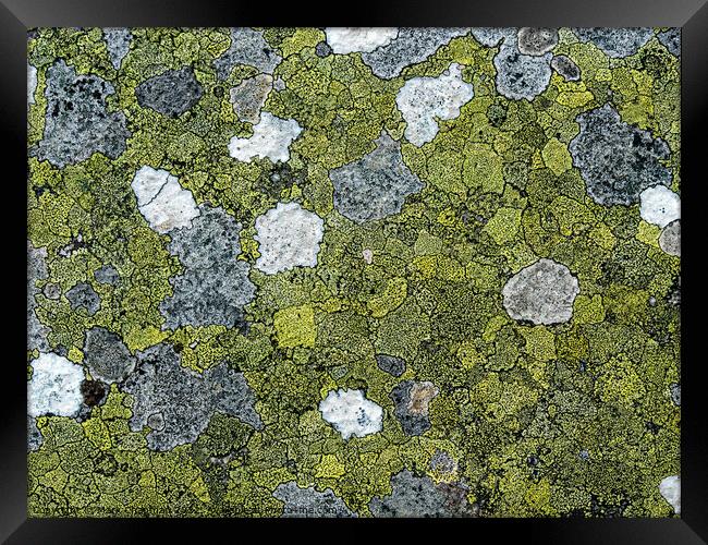 Lichen colonies on rock Framed Print by Photimageon UK