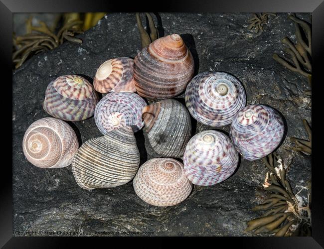 Sea snail shells Framed Print by Photimageon UK