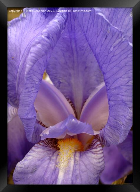 Blue Bearded Iris Pallida Dalmatica flower Framed Print by Photimageon UK