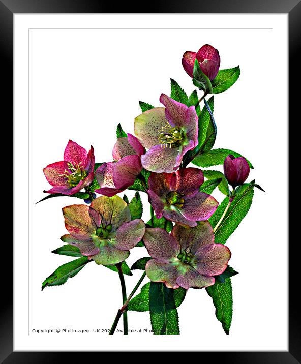 Hellebore flowers - 2 Framed Mounted Print by Photimageon UK