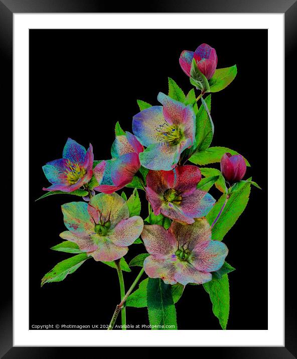 Hellebore flowers - 3 Framed Mounted Print by Photimageon UK