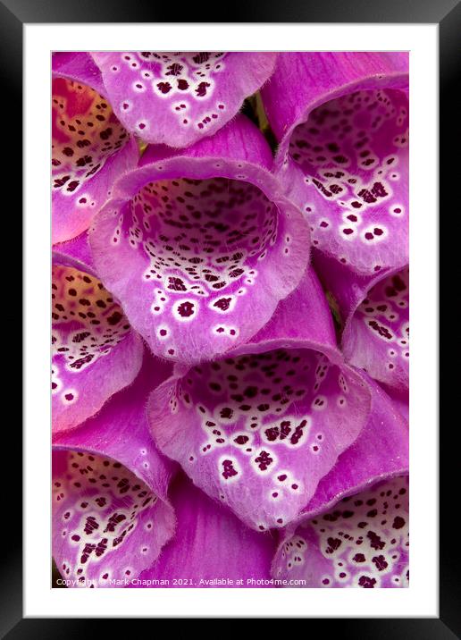 Purple Foxglove flower closeup Framed Mounted Print by Photimageon UK