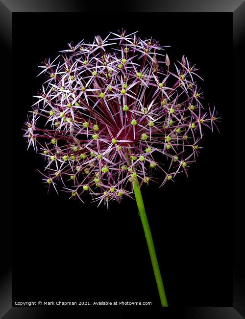 Allium flower against black background Framed Print by Photimageon UK