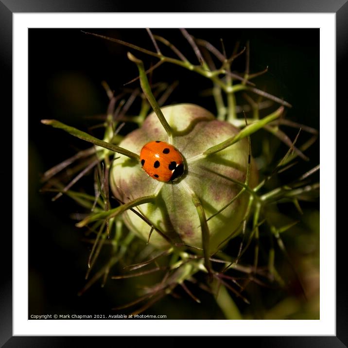 Single ladybird on Love in a Mist seedhead Framed Mounted Print by Photimageon UK