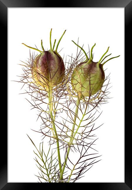 Love in a Mist seedheads Framed Print by Photimageon UK