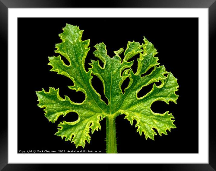 Courgette plant leave Framed Mounted Print by Photimageon UK