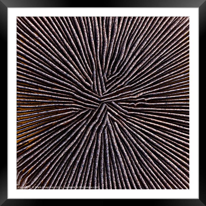 Portabello mushroom abstract Framed Mounted Print by Photimageon UK
