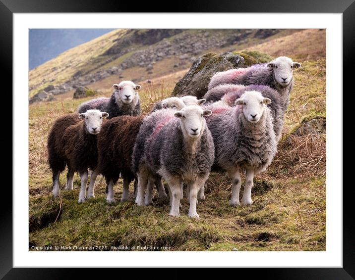 Lakeland Herdwick sheep (Herdies) Framed Mounted Print by Photimageon UK