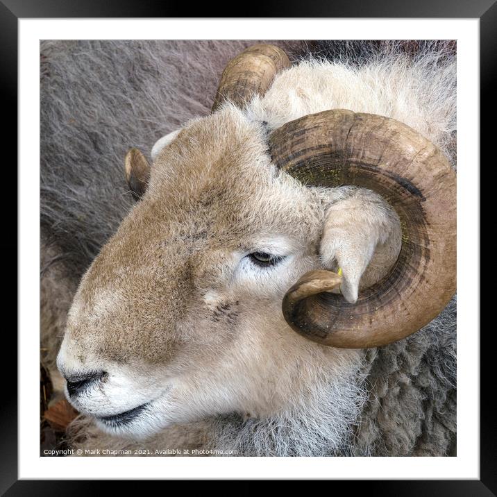 A close up of a Herdwick sheep's head in the English Lake District Framed Mounted Print by Photimageon UK