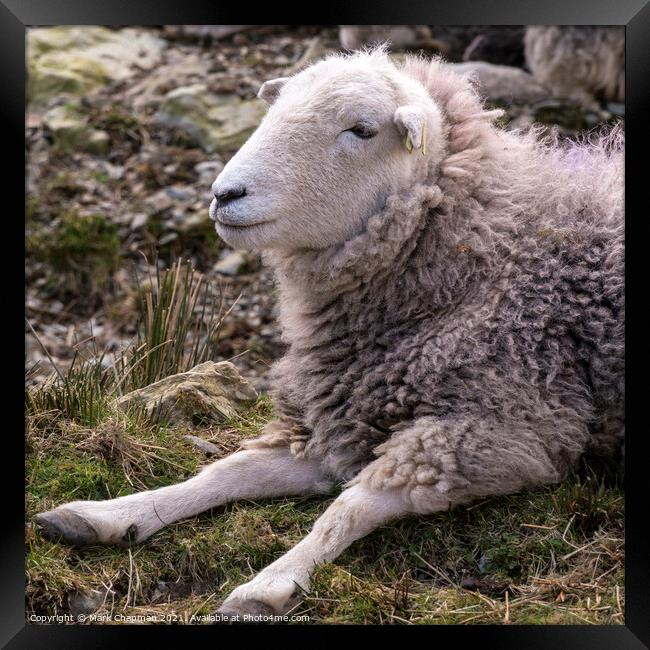 A woolly Lakeland Herdwick sheep lying on grass Framed Print by Photimageon UK