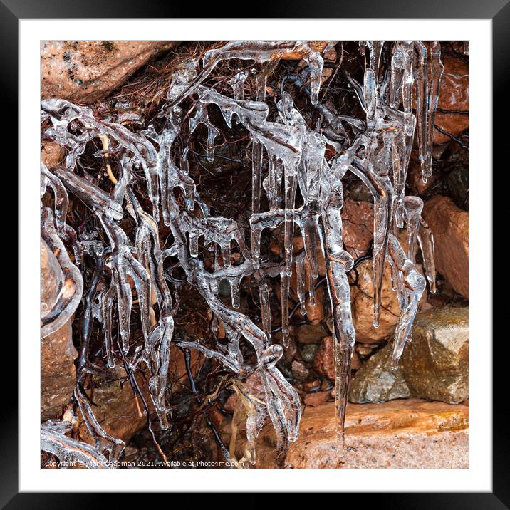 Frozen, ice and icicle encrusted roots Framed Mounted Print by Photimageon UK