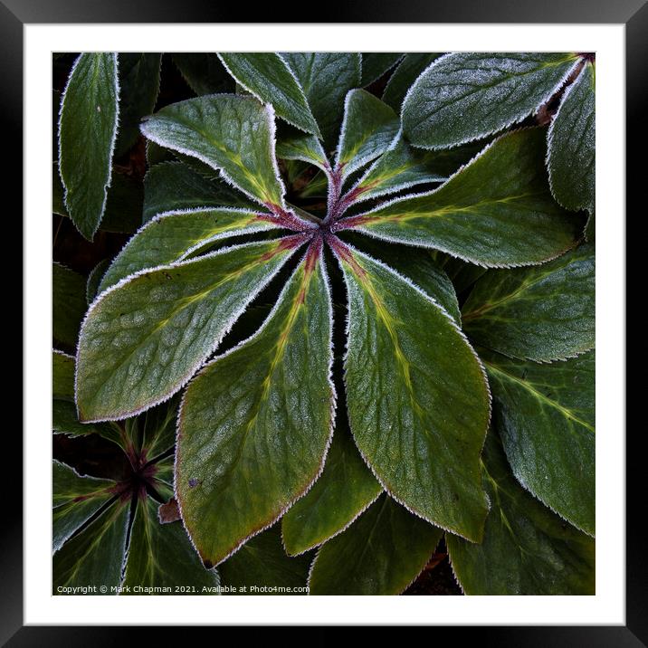 Hoar frost on green Hellebore plant leaves Framed Mounted Print by Photimageon UK