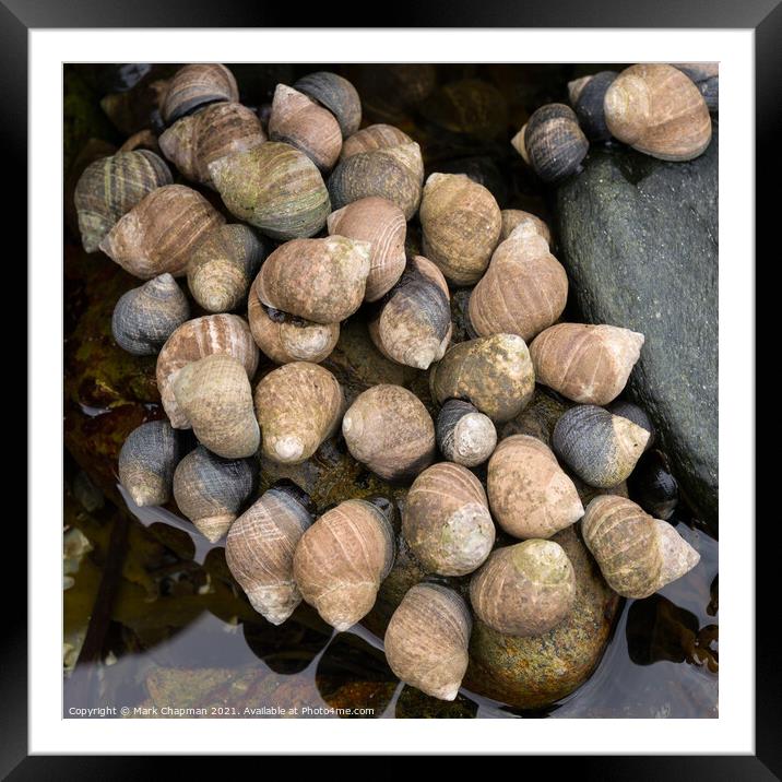 Winkle shellfish colony, Isle of Skye, Scotland Framed Mounted Print by Photimageon UK