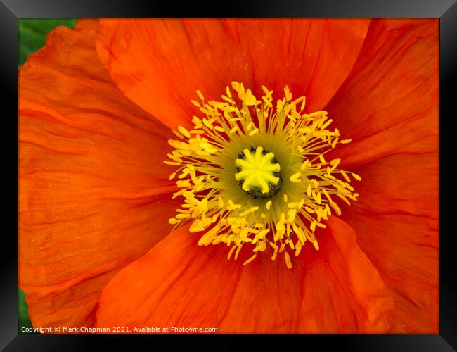 Red poppy flower closeup Framed Print by Photimageon UK