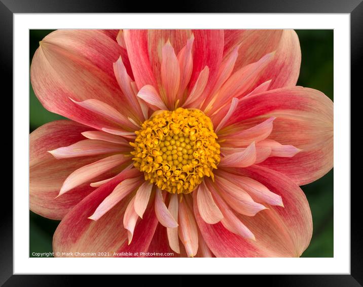 Pink and yellow collarette Dahlia flower closeup Framed Mounted Print by Photimageon UK