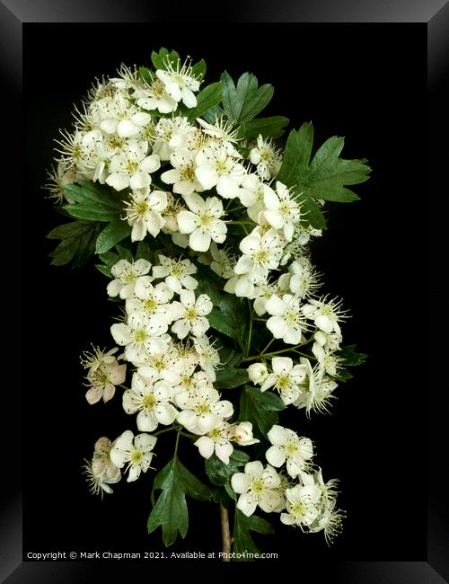 White Hawthorn blossom Framed Print by Photimageon UK