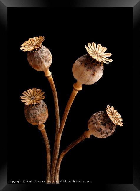 Four dried poppy seedheads Framed Print by Photimageon UK