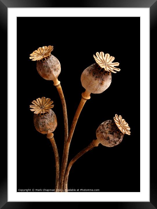 Four dried poppy seedheads Framed Mounted Print by Photimageon UK
