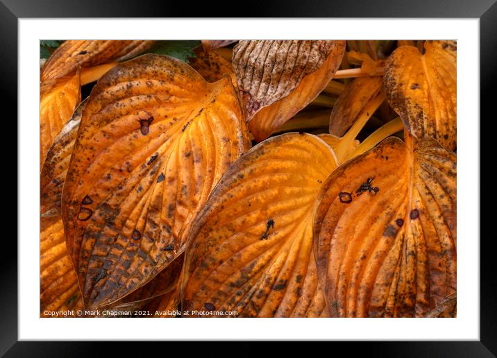Autumn Hosta leaves Framed Mounted Print by Photimageon UK