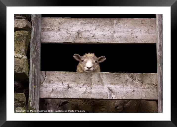 Lookout sheep Framed Mounted Print by Photimageon UK