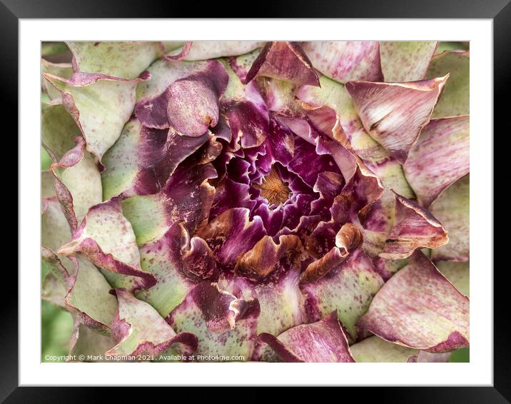Artichoke flower detail Framed Mounted Print by Photimageon UK