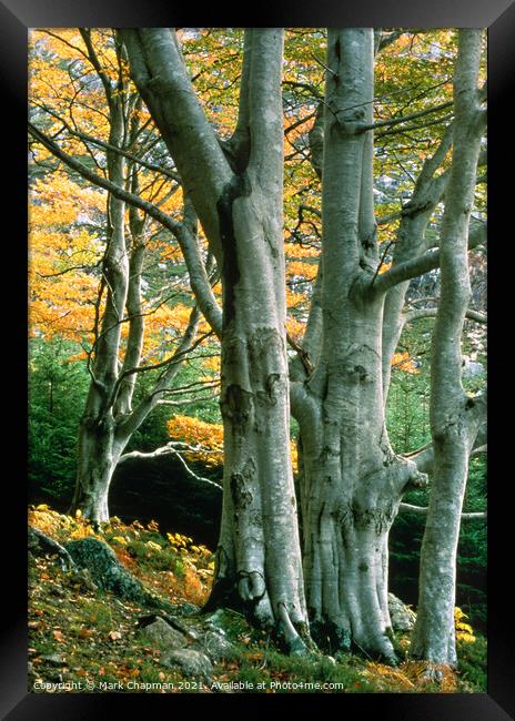 Beech Trees, Gruinard, Wester Ross, Scotland Framed Print by Photimageon UK