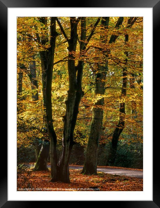 Autumn Beech Trees, New Forest, England Framed Mounted Print by Photimageon UK
