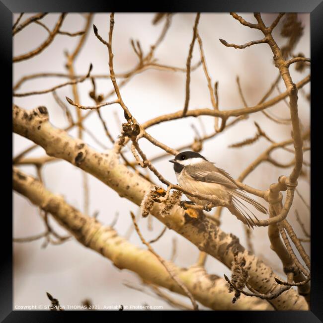 Chickadee In Poplar Tree 1 Framed Print by STEPHEN THOMAS