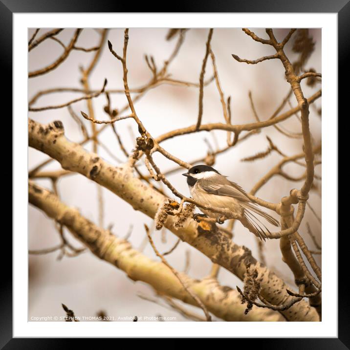 Chickadee In Poplar Tree 1 Framed Mounted Print by STEPHEN THOMAS