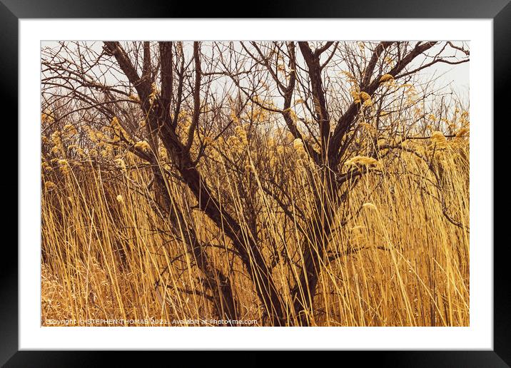 Tree In Tall Grass Framed Mounted Print by STEPHEN THOMAS