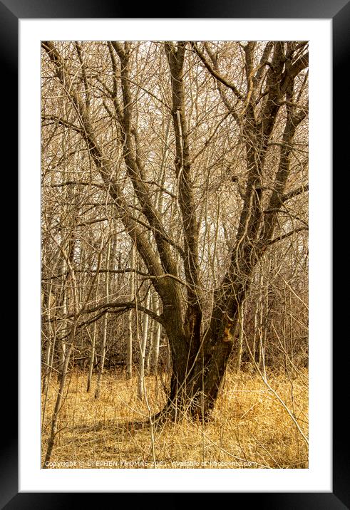 Elm Surrounded by poplars Framed Mounted Print by STEPHEN THOMAS