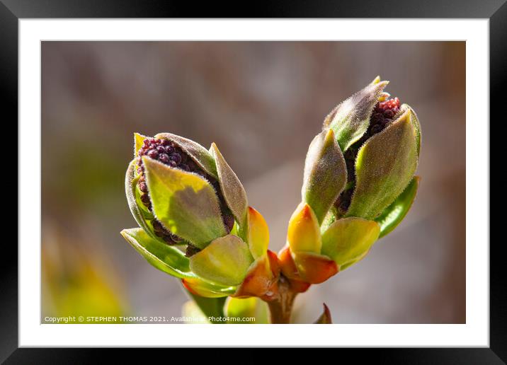 Lilac Buds 2 Framed Mounted Print by STEPHEN THOMAS