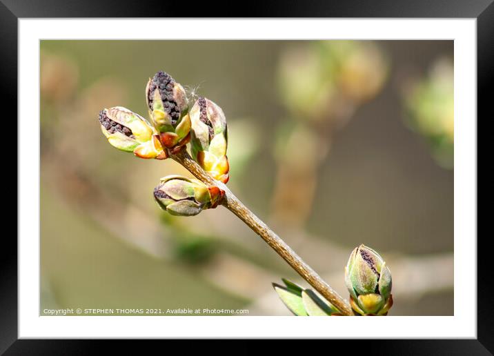 Lilac Buds 3 Framed Mounted Print by STEPHEN THOMAS