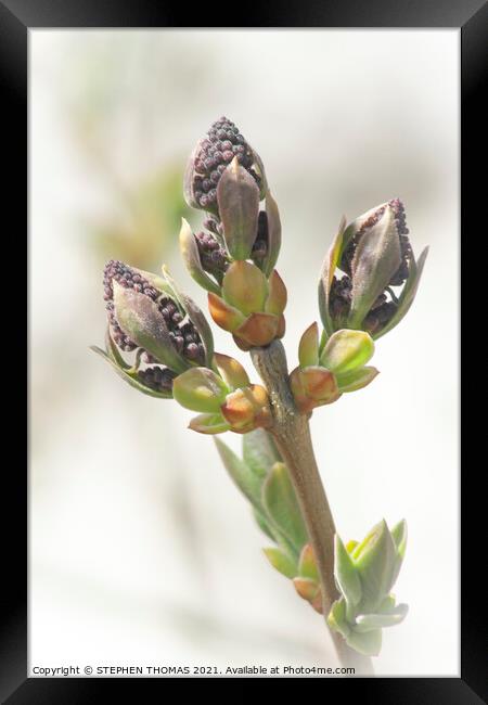 Lilac Buds 4 Framed Print by STEPHEN THOMAS