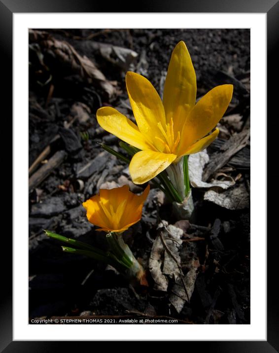 Yellow Crocus Framed Mounted Print by STEPHEN THOMAS