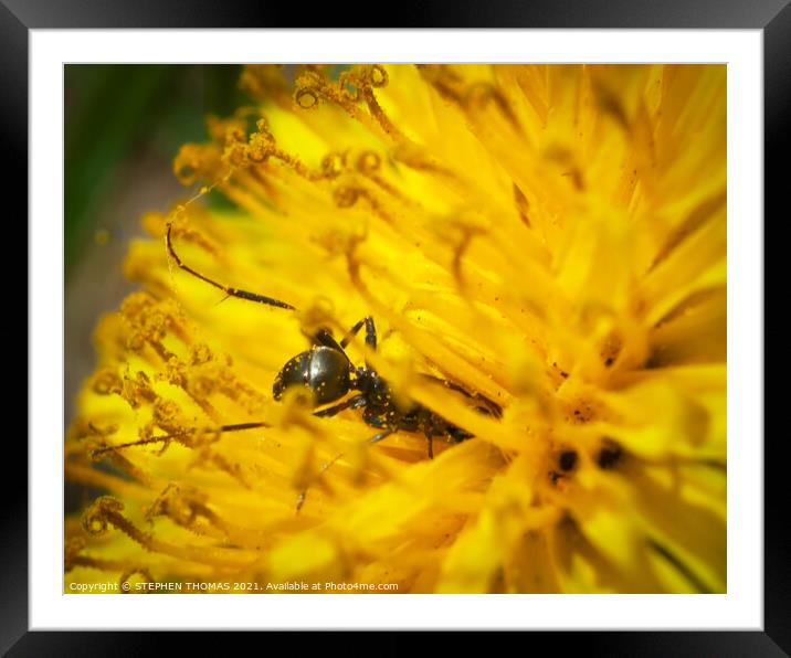 Dandelion Diving Framed Mounted Print by STEPHEN THOMAS