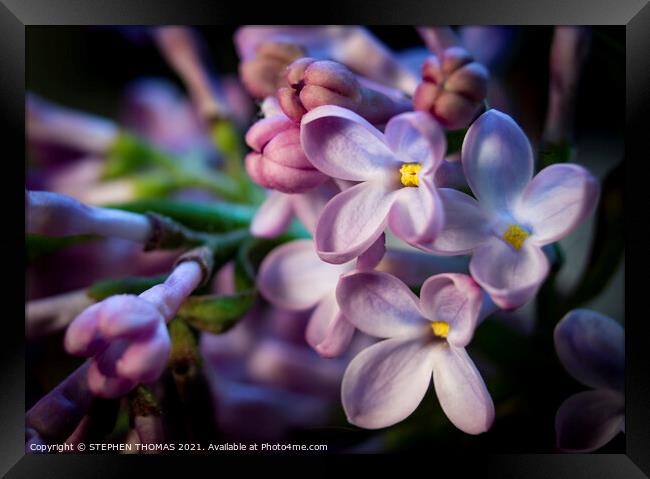 Lilac Larger Than Life Framed Print by STEPHEN THOMAS