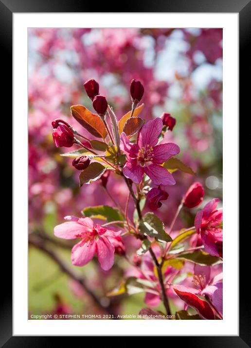 Red Crabapple Blossoms Framed Mounted Print by STEPHEN THOMAS