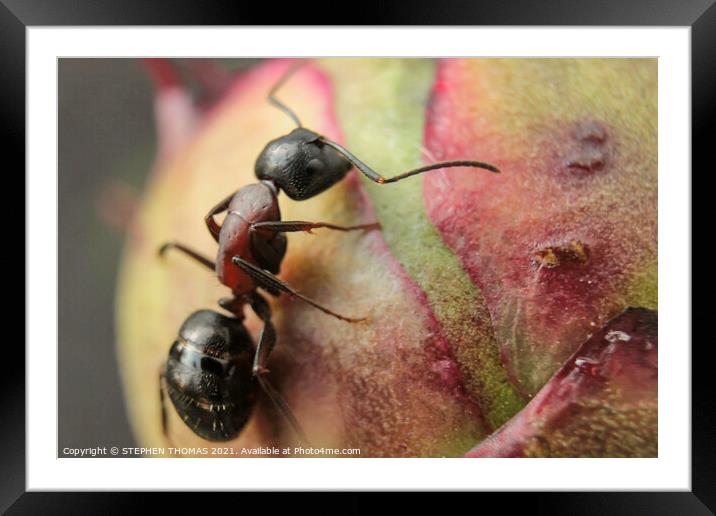 Ant on a Peony Bud -Macro Framed Mounted Print by STEPHEN THOMAS