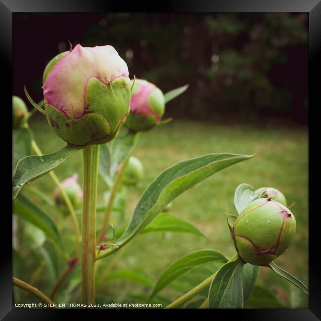 Pink Peony Buds Framed Print by STEPHEN THOMAS