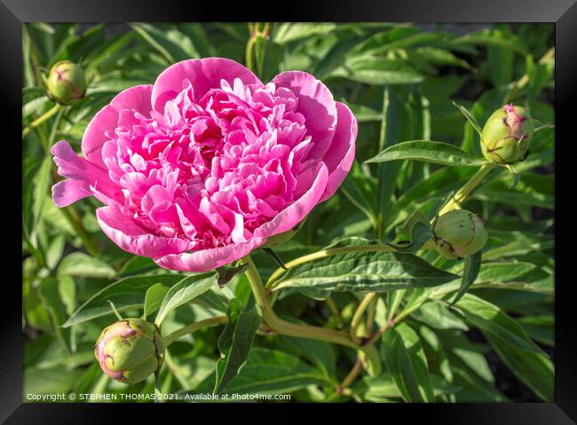 Pink Peony, First to Bloom Framed Print by STEPHEN THOMAS