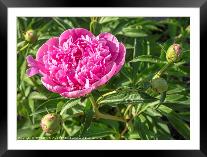 Pink Peony, First to Bloom Framed Mounted Print by STEPHEN THOMAS