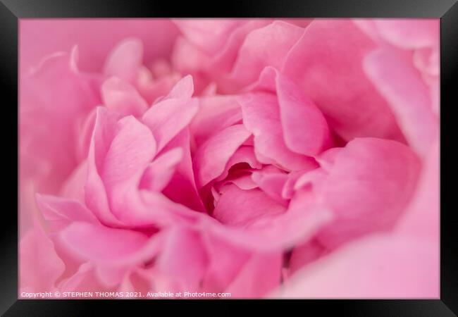 Heart of a Peony Framed Print by STEPHEN THOMAS