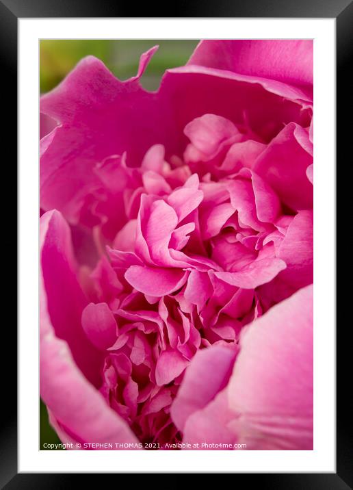 Revealing The Beauty Inside - Pink Peony Framed Mounted Print by STEPHEN THOMAS