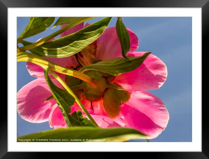 Under a Peony Under a Blue Sky Framed Mounted Print by STEPHEN THOMAS