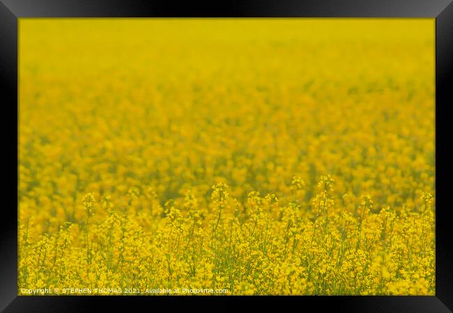 Field of Gold Framed Print by STEPHEN THOMAS