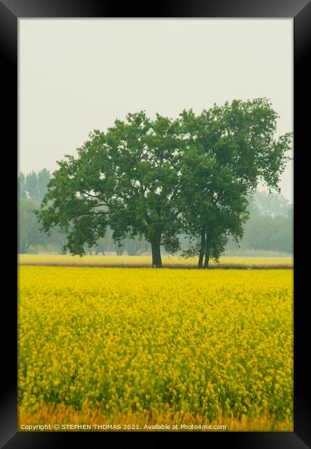 Trees in a Canola Field Framed Print by STEPHEN THOMAS