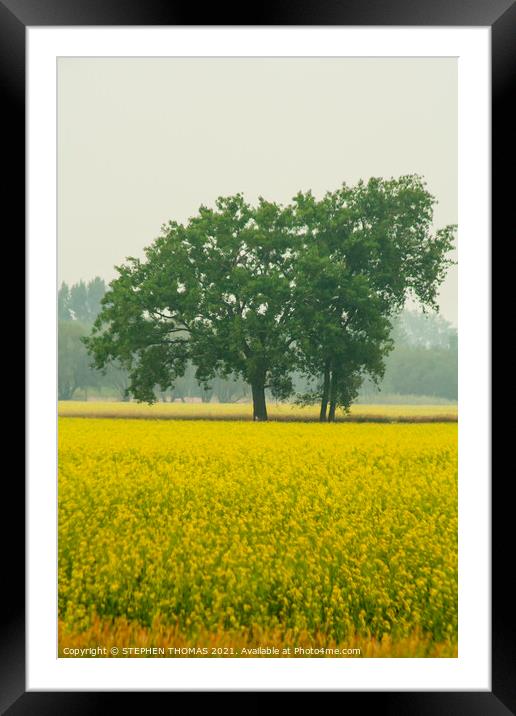 Trees in a Canola Field Framed Mounted Print by STEPHEN THOMAS