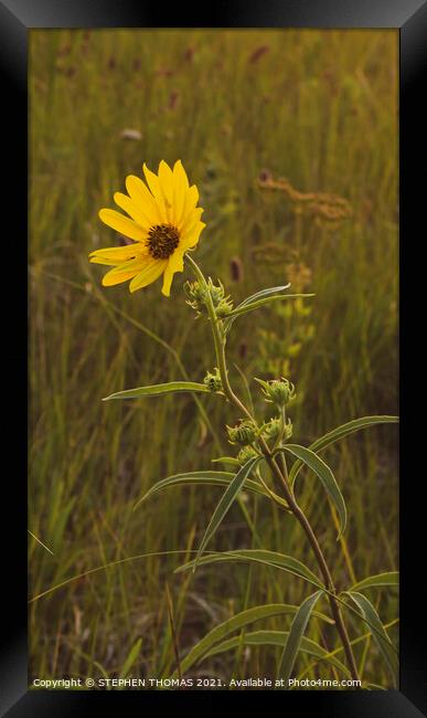 Lone Flower in a meadow  Framed Print by STEPHEN THOMAS