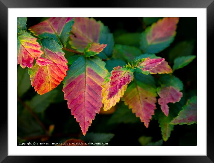 Chinese Elm Leaves in Autumn Framed Mounted Print by STEPHEN THOMAS